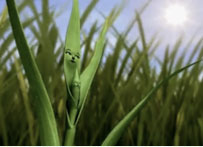 Syngenta 30s TVC